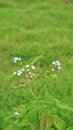 Ageratum conyzoides also known as Tropical whiteweed, Bastard argimony, Floss flower, Goat weed etc