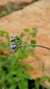 Ageratum conyzoides also known as Tropical whiteweed, Bastard argimony, Floss flower, Goat weed etc