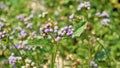 Ageratum conyzoides also known as Tropical whiteweed, Bastard argimony, Floss flower, Goat weed