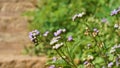 Ageratum conyzoides also known as Tropical whiteweed, Bastard argimony, Floss flower, Goat weed