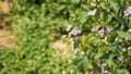 Ageratum conyzoides also known as Tropical whiteweed, Bastard argimony, Floss flower, Goat weed