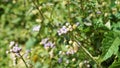 Ageratum conyzoides also known as Tropical whiteweed, Bastard argimony, Floss flower, Goat weed