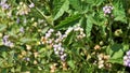 Ageratum conyzoides also known as Tropical whiteweed, Bastard argimony, Floss flower, Goat weed