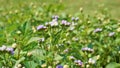 Ageratum conyzoides also known as Tropical whiteweed, Bastard argimony, Floss flower, Goat weed