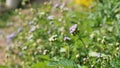 Ageratum conyzoides also known as Tropical whiteweed, Bastard argimony, Floss flower, Goat weed