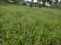 Ageratum conyzoides or badotan meadow