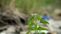 Billygoat weed plant growing in the yard Royalty Free Stock Photo