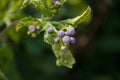 Ageratum conyzoides or Billygoat weed or Chick weed or Goatweed or Whiteweed flower.