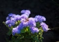 Ageratum conyzoides billygoat-weed, chick weed, goatweed, white