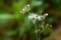Ageratum conyzoides, Blurred little white flowers in bokeh garden background, Close up & Macro shot, Selective focus, Abstract Royalty Free Stock Photo