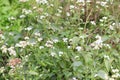 Ageratum conyzoides Flower Blooming.This billygoat-weed, chick weed, goatweed, whiteweed is native to Tropical America, Royalty Free Stock Photo