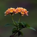 Ageratum conyzoides flowers