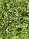 Ageratum conyzoides grass, health efficacy benefit