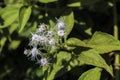 Ageratum conyzoides grass herbs wild flowers. Common in Thailand Royalty Free Stock Photo