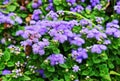 Ageratum conyzoides plant Royalty Free Stock Photo