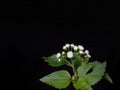 Ageratum conyzoides plant in black background Royalty Free Stock Photo