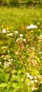 Ageratum, Flass Flower, Appa grass Royalty Free Stock Photo