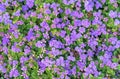 Ageratum or flossflowers. Blue small flowers with green foliage