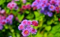 Ageratum flowers are blooming on multi-colored background
