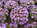 Ageratum houstanianum. Purple flowers of flossflower, bluemink, blueweed.
