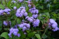 Ageratum houstonianum, commonly known as flossflower, bluemink, blueweed, pussy foot or Mexican paintbrush, is a cool-season Royalty Free Stock Photo