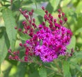 Ageratum houstonianum, commonly known as flossflower, bluemink, blueweed, Royalty Free Stock Photo