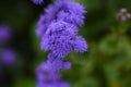 Ageratum houstonianum ( Floss flower ) flowers. Royalty Free Stock Photo