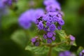 Ageratum houstonianum ( Floss flower ) flowers. Royalty Free Stock Photo