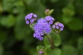 Ageratum houstonianum ( Floss flower ) flowers. Royalty Free Stock Photo