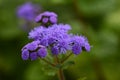 Ageratum houstonianum ( Floss flower ) flowers. Royalty Free Stock Photo