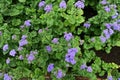 Ageratum houstonianum ( Floss flower ) flowers. Royalty Free Stock Photo