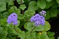 Ageratum houstonianum ( Floss flower ) flowers.