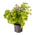 Ageratum houstonianum or floss flower Royalty Free Stock Photo