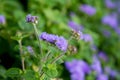 The Ageratum houstonianum flossflower Royalty Free Stock Photo