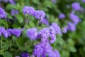 The Ageratum houstonianum flossflower Royalty Free Stock Photo