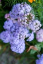 The Ageratum houstonianum flossflower Royalty Free Stock Photo