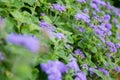 The Ageratum houstonianum flossflower Royalty Free Stock Photo