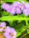 Ageratum houstonianum, flossflower, bluemink, blueweed, pussy foot Royalty Free Stock Photo