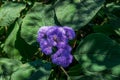 Ageratum Houstonianum or Flossflower or bluemink cluster of hairy blue flowers