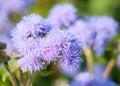 Ageratum houstonianum / flossflower macro Royalty Free Stock Photo