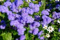 Showy purplish-blue bloom of Floss flowers in garden in sunlight