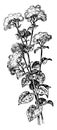 Ageratum Houstonianum vintage illustration