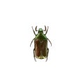 Agestrata semperi beetle isolated on white background