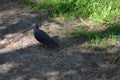 A dark blue pigeon walks along a trampled sand path in the forest. Royalty Free Stock Photo