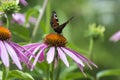 Agglais io butterfly on Echinacea purpurea flowering plant, eastern purple coneflower in bloom Royalty Free Stock Photo