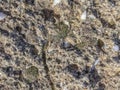 Aggregate rock textured background