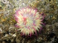 Aggregating Anemone - Anthopleura elegantissima