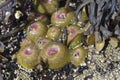 Aggregating anemone (Anthoplura elegantissima)