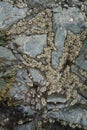 Aggregating Anemone colony at low tide