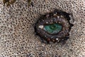 Anemone in a bed of sandcastle worms